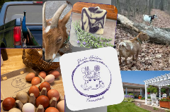 Pictures from Shale Hollow Farmstead including their logo, eggs, soap, goats, a peacock in the back of a pick-up truck and a patio scene