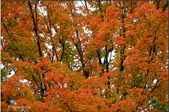 Beautiful fall tree with orange/yellow leaves