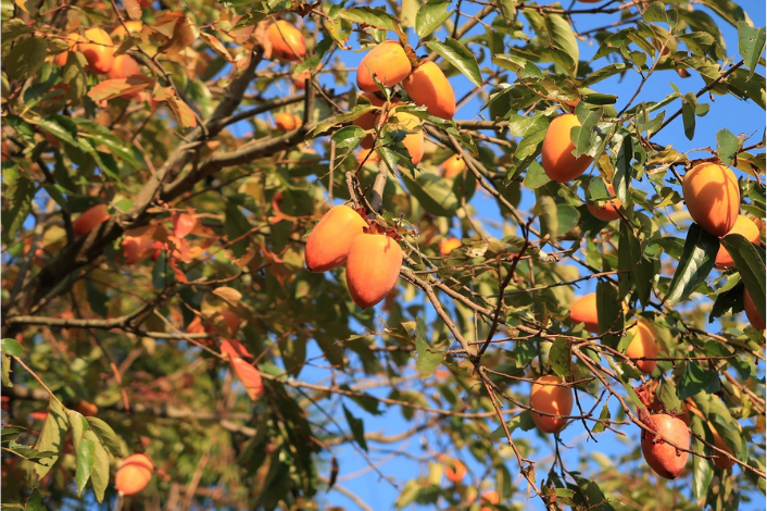 persimmon berries