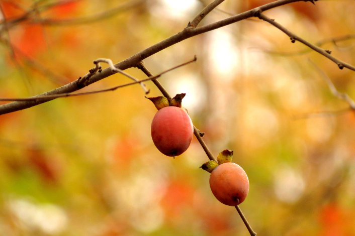 persimmon berries