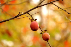 persimmon berries