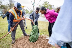 A picture of students and adults planting trees