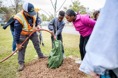 volunteers watering new tree sapling