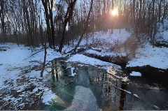 Sun shining through winter woods