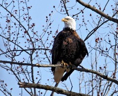 Bald Eagle perched on a tree branch with little buds on the branches and a blue sky in the background