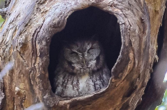 Owl burrowed in a hollow tree