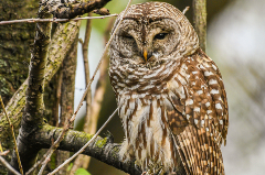 Owl Sitting in a Tree