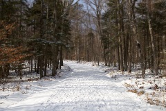 Path covered in snow in the middle of a pine tree forest