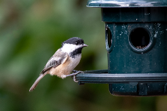 bird on a bird feeder