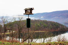 Bird perched on a birdfeeder beside a lake