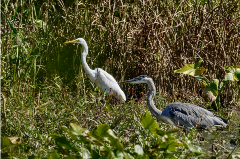 Large white and grey Egrets in a wetland area