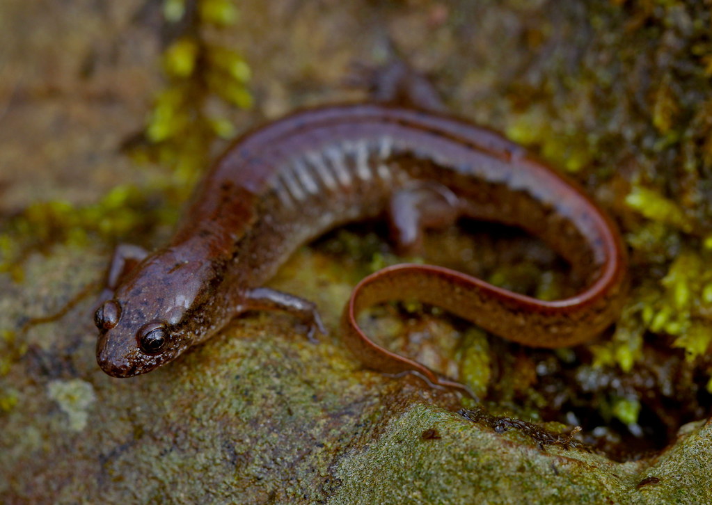 A salamander