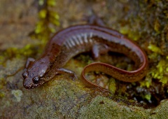 A salamander