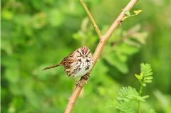 Small brown bird on a tree branch