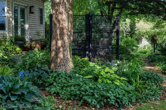 Yard with a tree and different plants in the shade