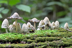 Mushrooms growing on a log