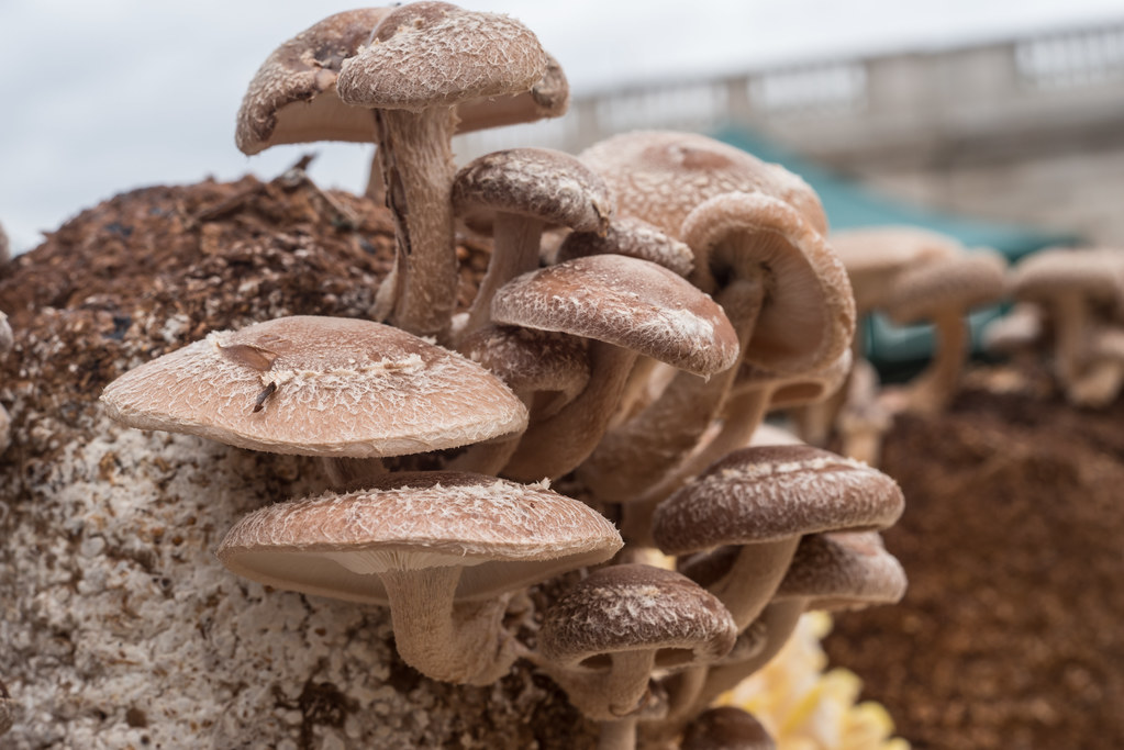 Shittake Mushrooms