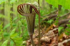 Picture of a green and brown unique flower