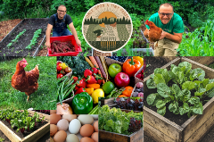 Examples of homesteading including, chickens, eggs, raised vegetable gardens, and vegetables.