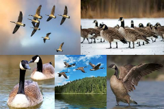 Canadian Geese in there environment, flying, floating, walking on snow