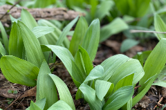 Wild green plants