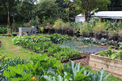 Garden plots growing various plants outdoors